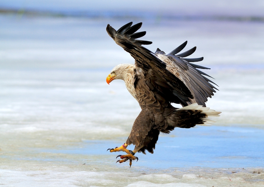The eagle has landed