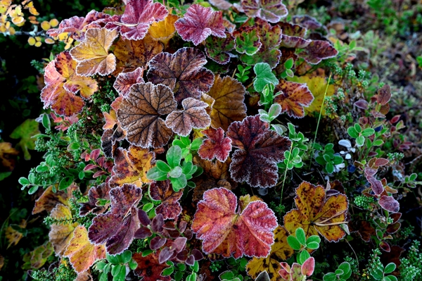 Poster: Feuilles de mûre givrées - Peter Rolén