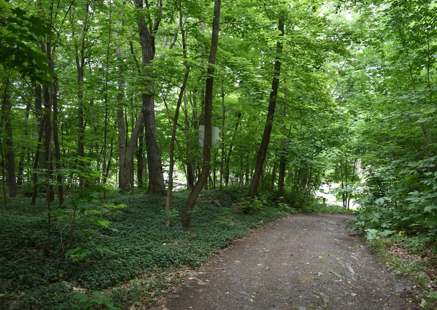Uma trilha em uma floresta caducifólia