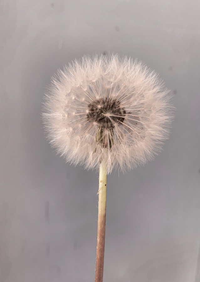 Dandelion