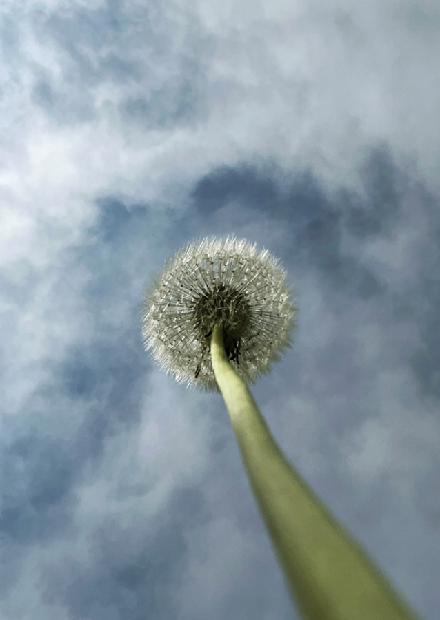 Dandelion palm