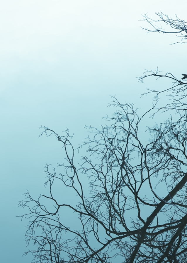 Wood mirrored in water