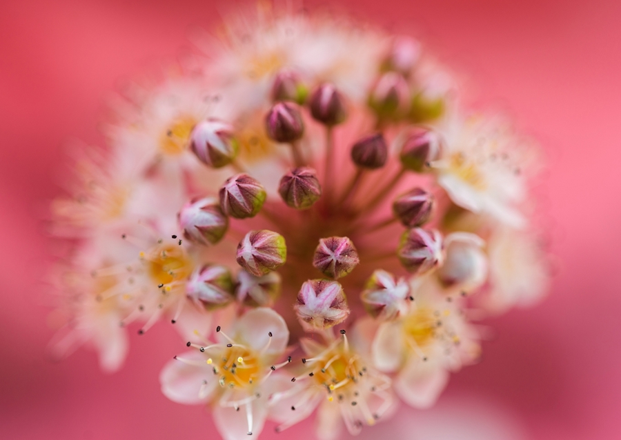 Un sogno rosa e viola