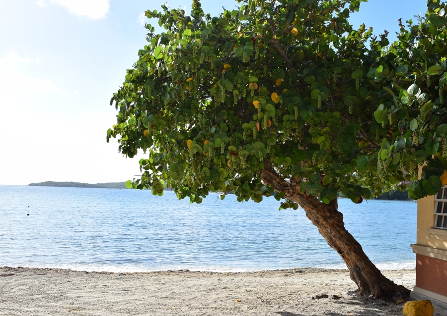 A beautiful tree on the beach 