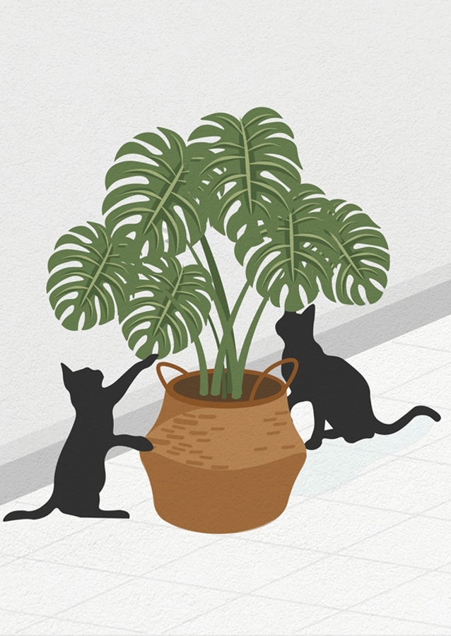 Cute cat and monstera plant