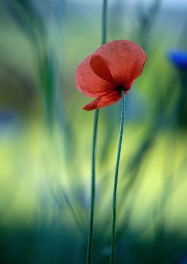 A single poppy