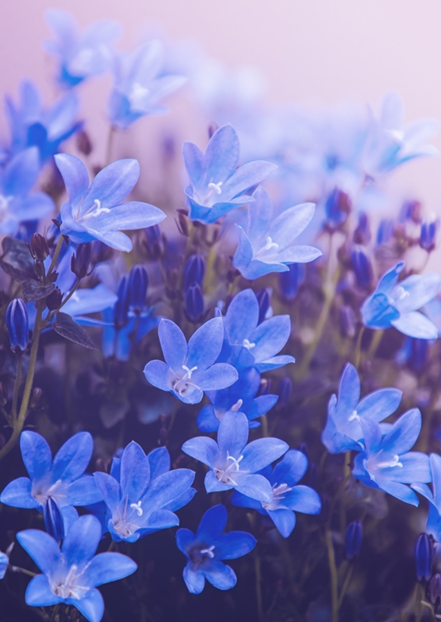 Purple flowering plants