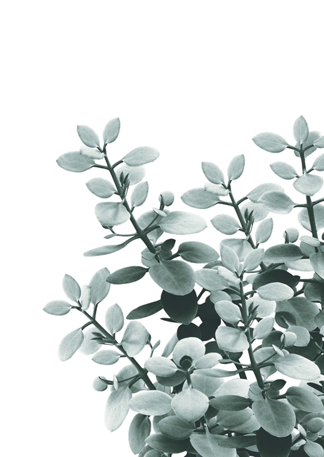 Eukalyptové listy zelené vibrace 