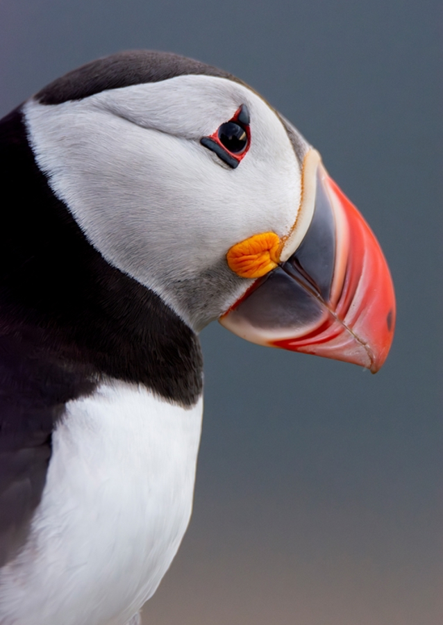 Puffin