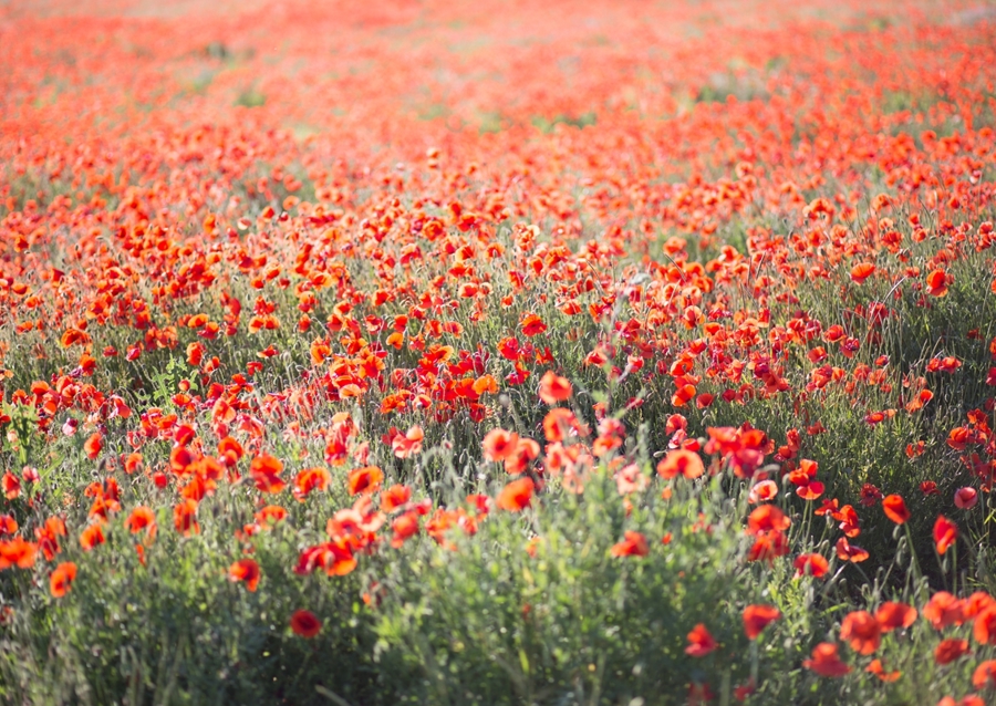Poppie field