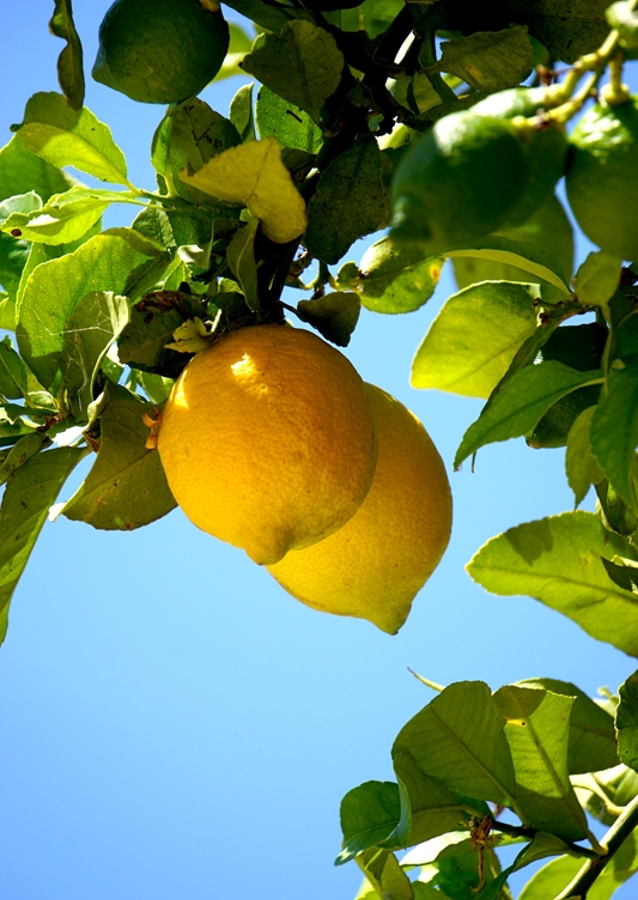 Lemons from the Algarve