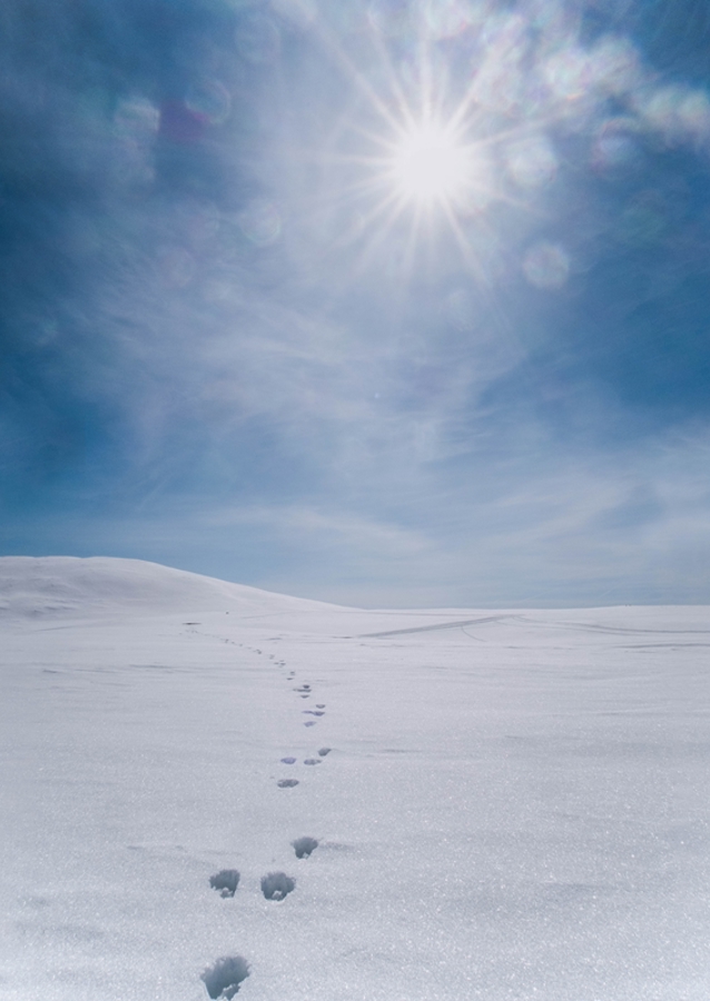 Dyrespor i snøen