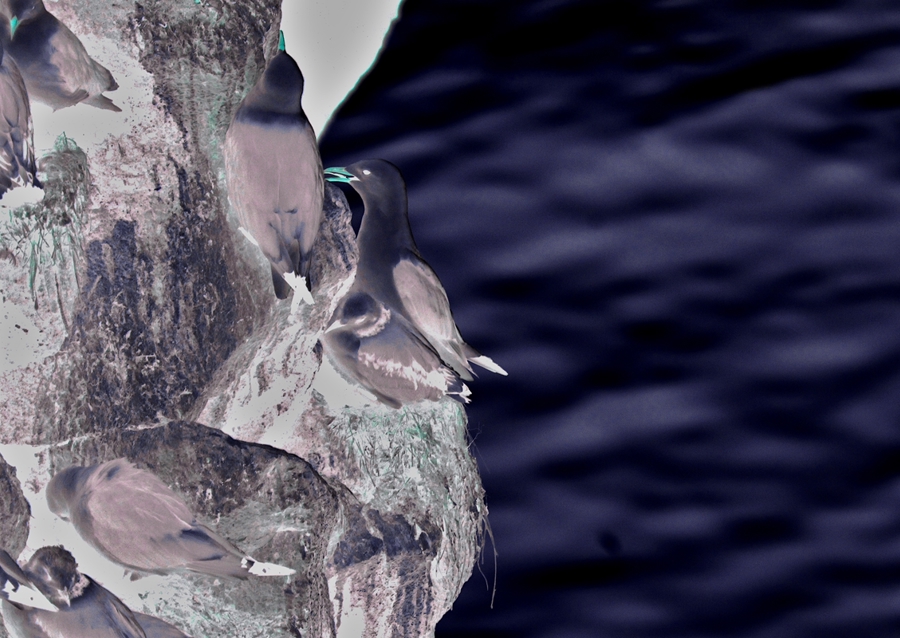 El acantilado de los pájaros