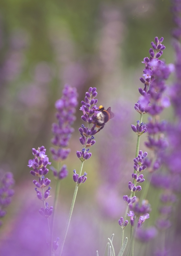 Humlebi i lavendelmarken I