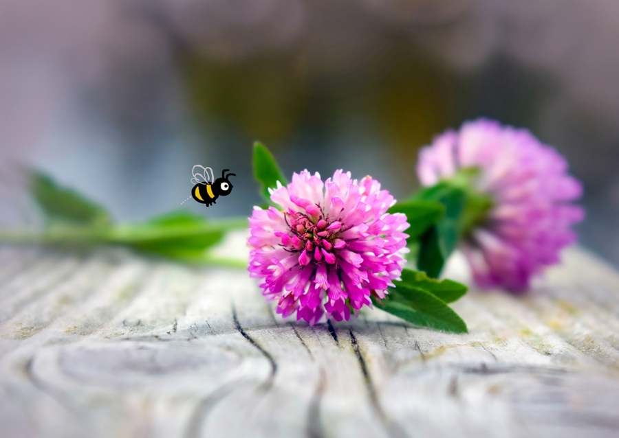 Rode klaver - Trifolium pratense