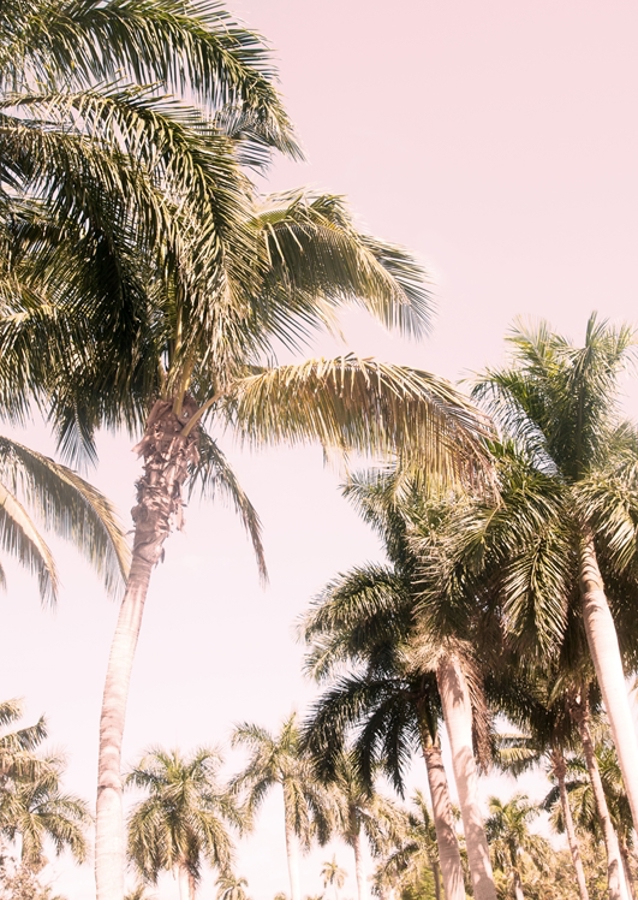 Floridian Palm Tree Vibes 2