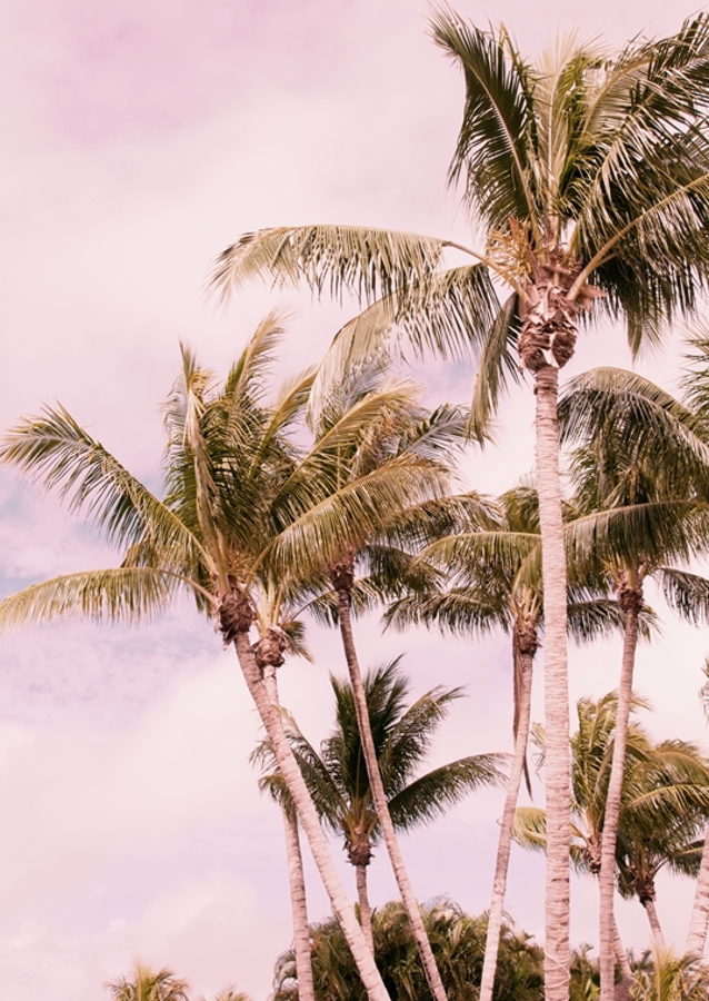 Palm Trees Finesse 1