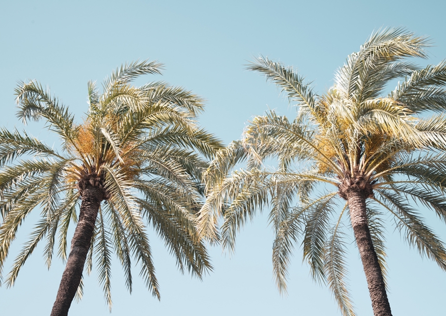 Palm Trees Beauty 4