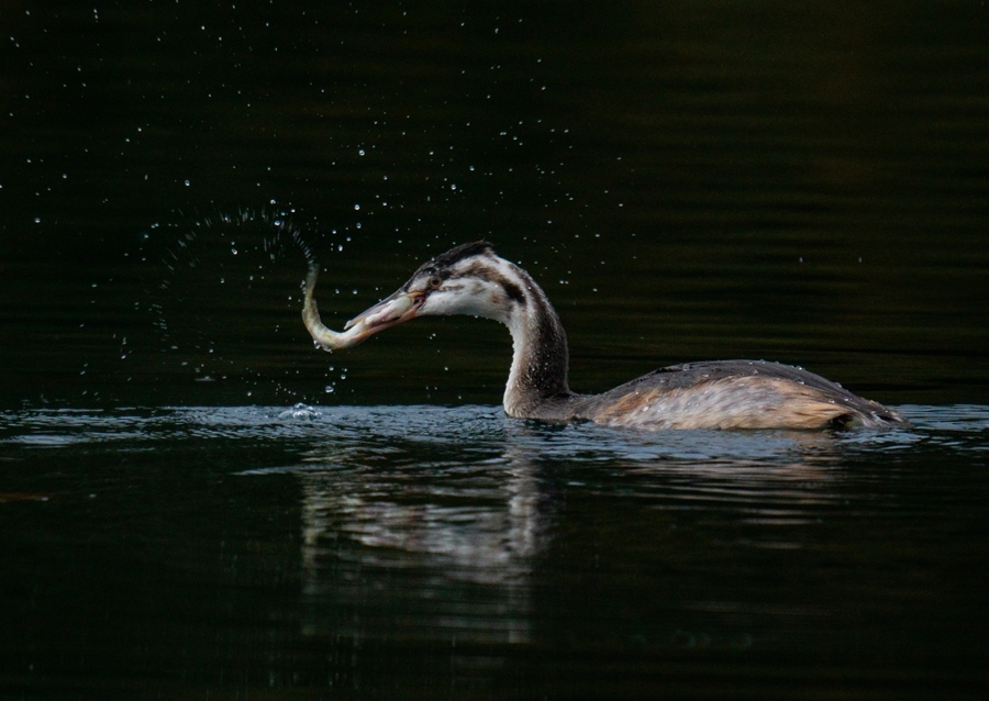 Great crested grebe