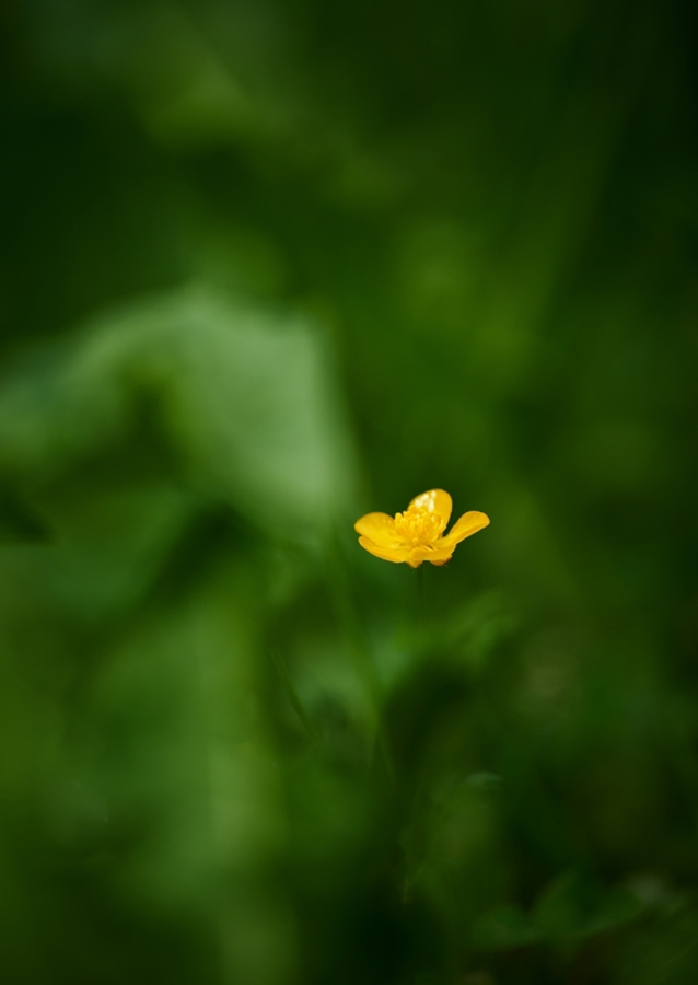 Pryskyřník v trávě