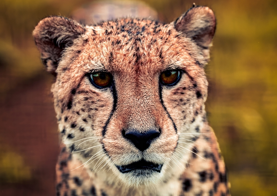 Gaze of the Swift Cheetah 