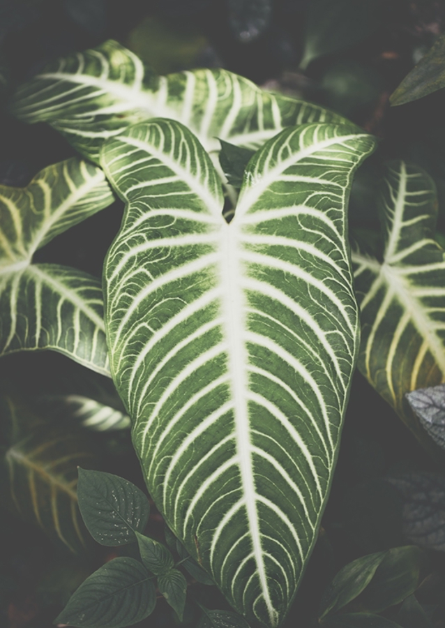 Caladium Lindenii Angel wings
