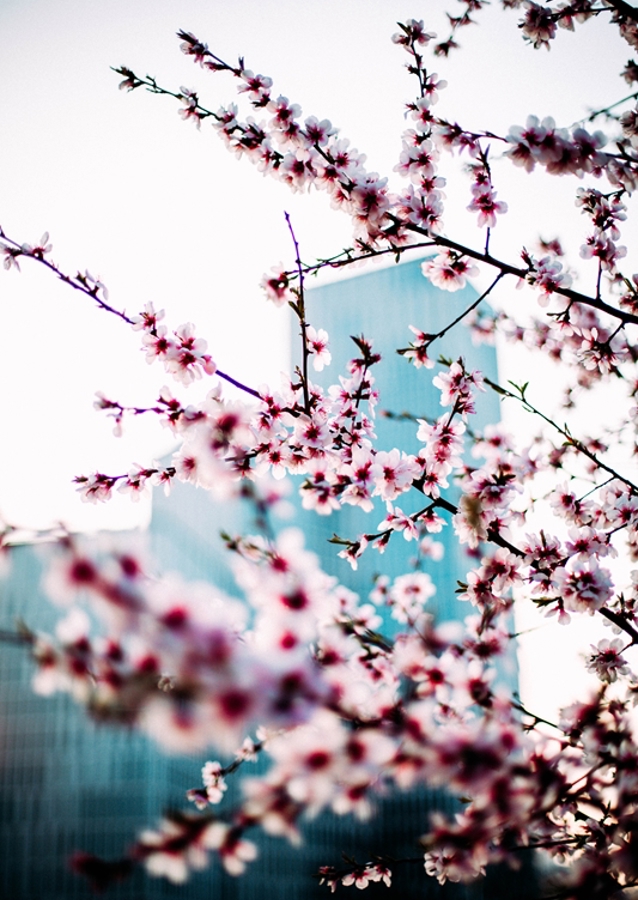 Malmö Live/Kirsebærblomst