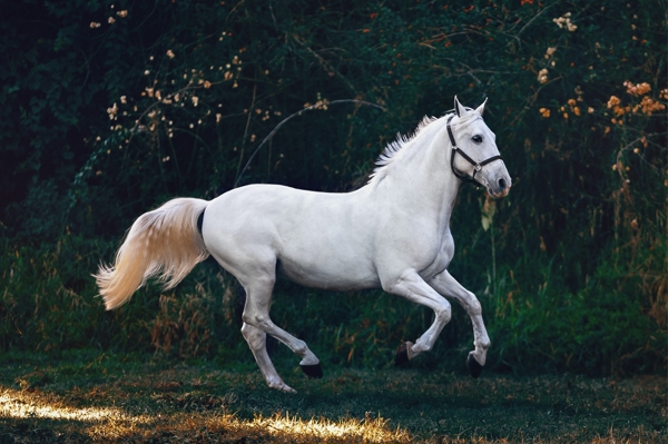 Poster: Cavalo - Keana Masha