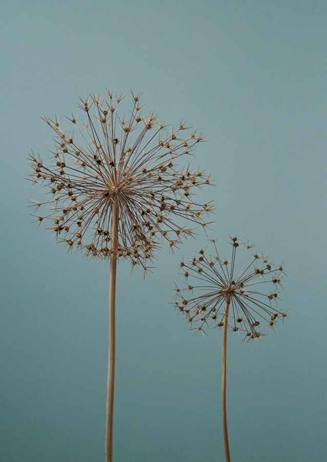 Dried Allium flowers
