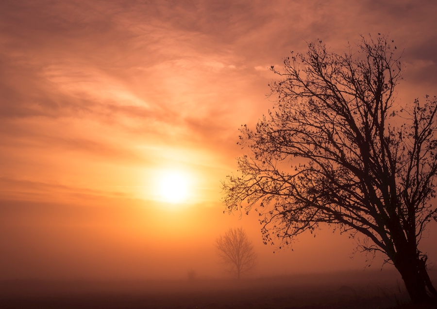 Vetrom ošľahaný strom
