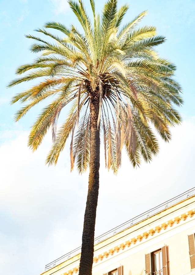 Bella Roma - Palm in Rome 1