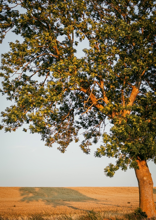 Sommeraften på Öland