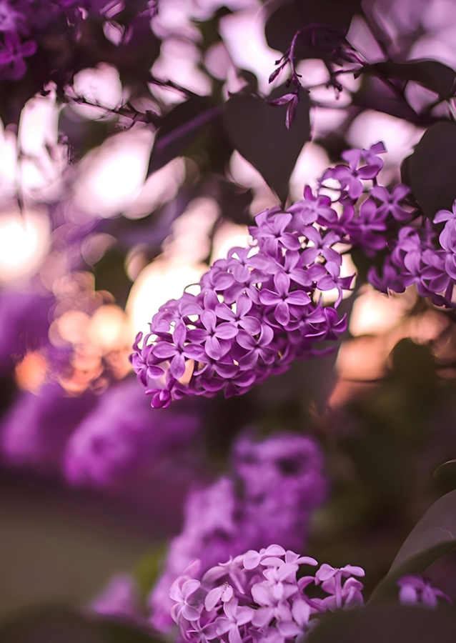 Dreamy lilacs
