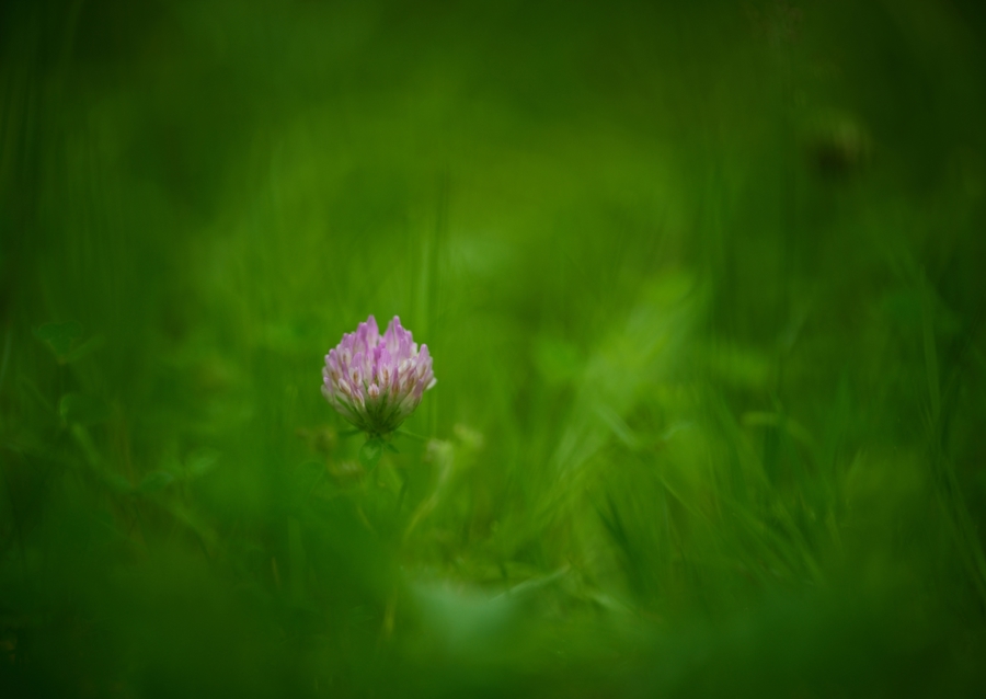 A red clover flower in grass