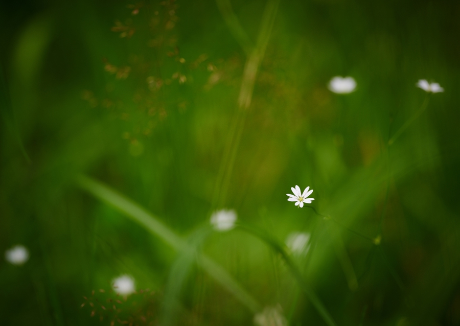 A tiny white flower