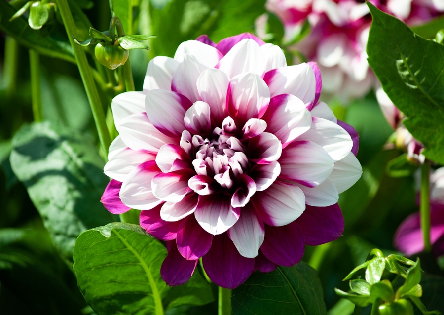 Dahlia