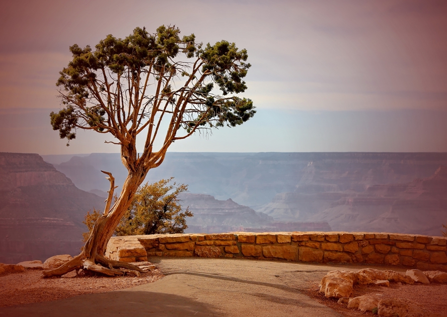 Baum am Grand Canyon