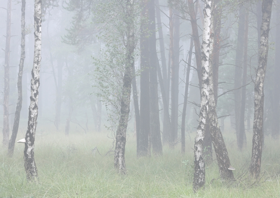 birch trees in the fog