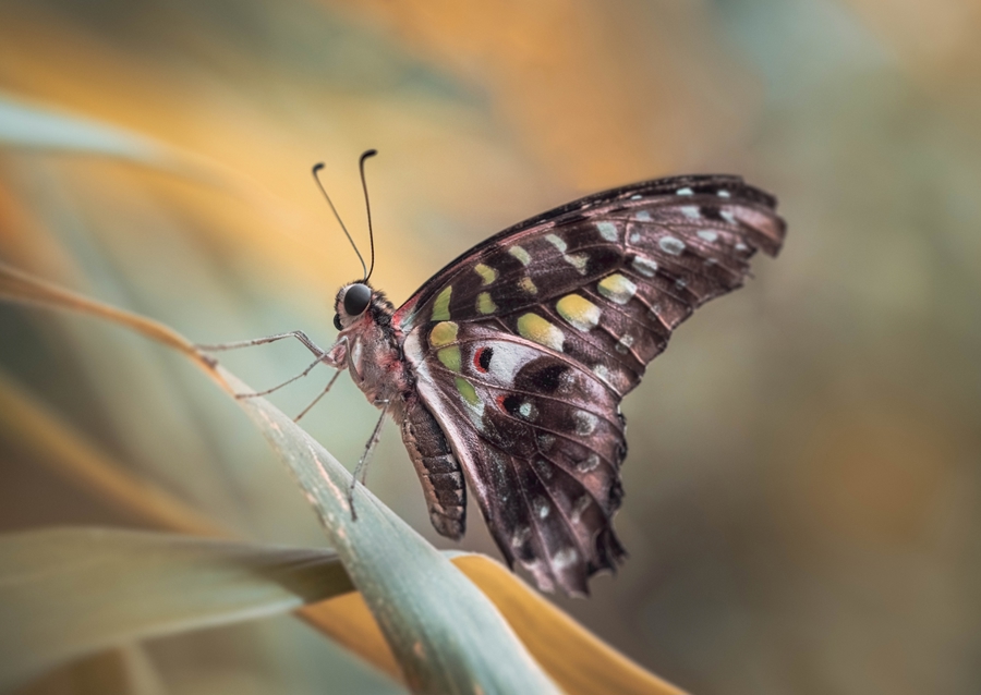 Harlekinridder Elegance