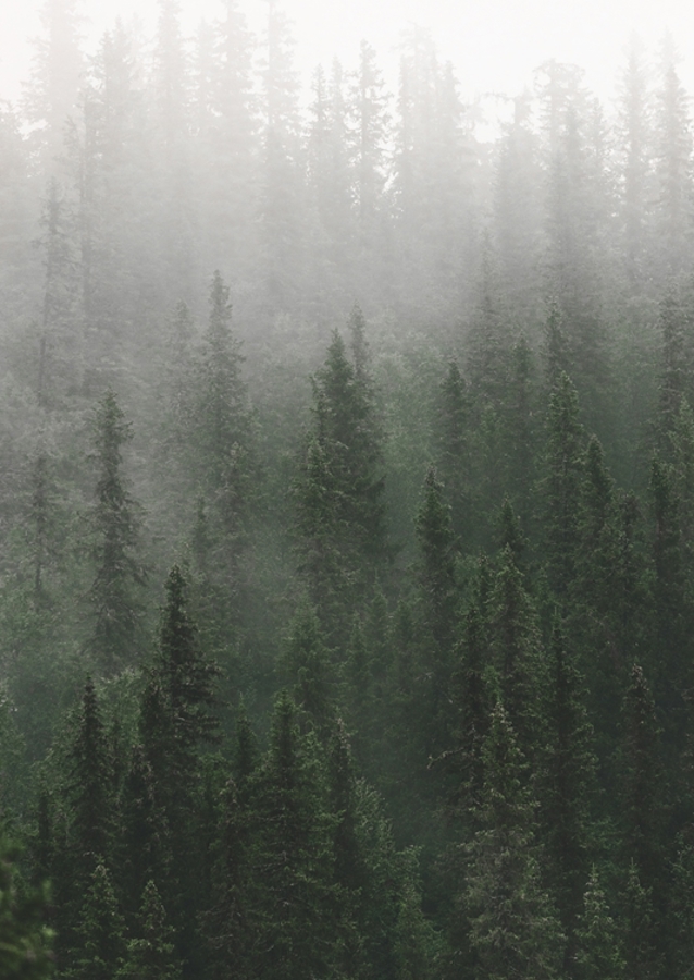 MISTY FOREST