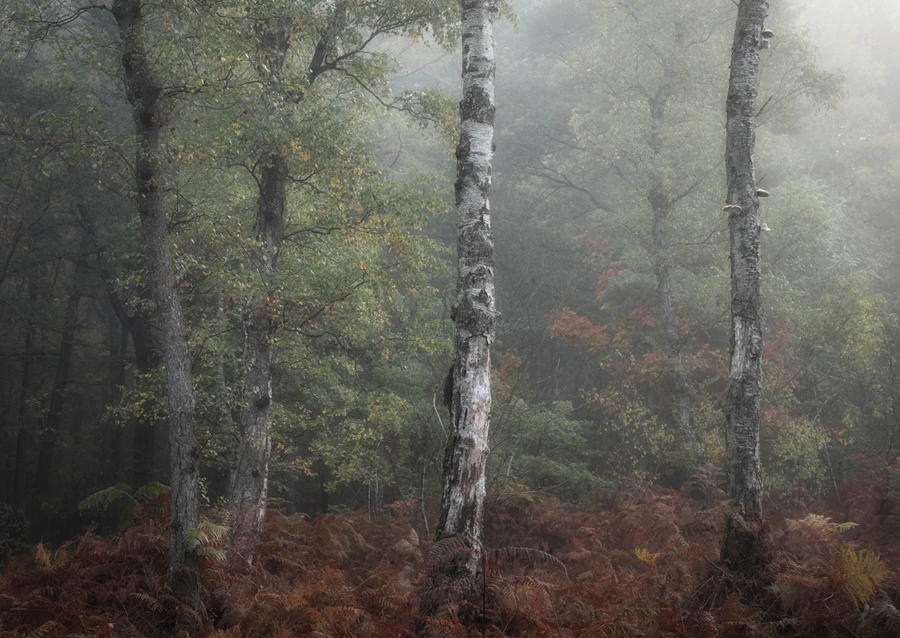 The three birch trees