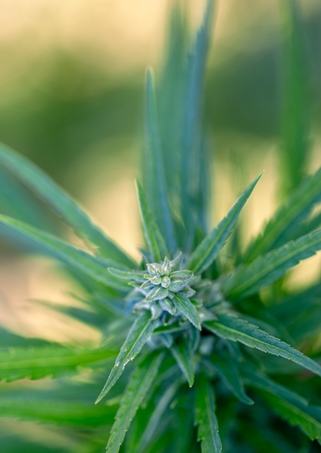 Hennep - Gras - Wiet - Cannabis 