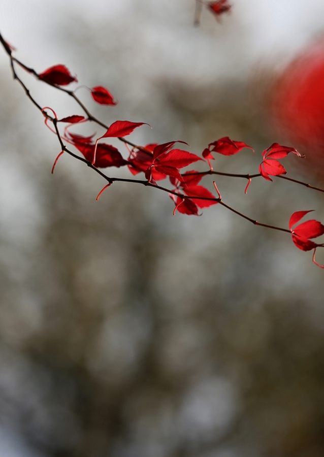 Hojas rojas en tormenta
