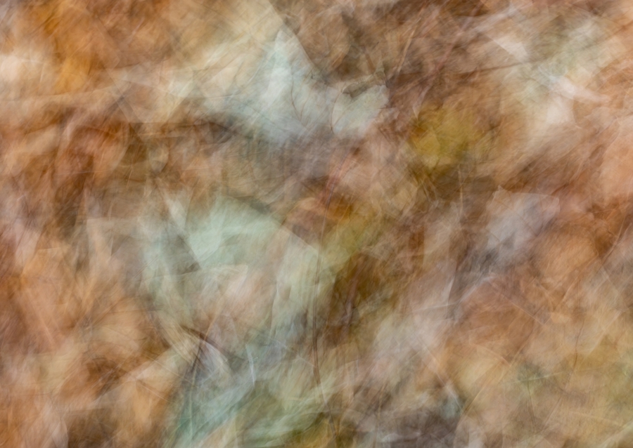 Leaves in motion, abstract