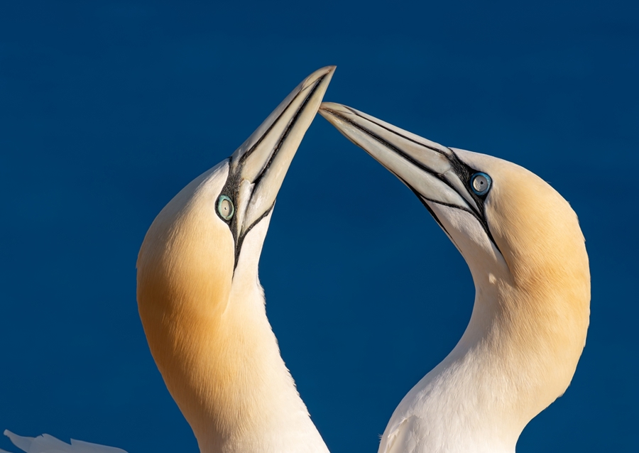 Gannets on Heligoland