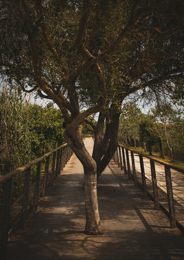 Bäume in einem Park auf Mallorca