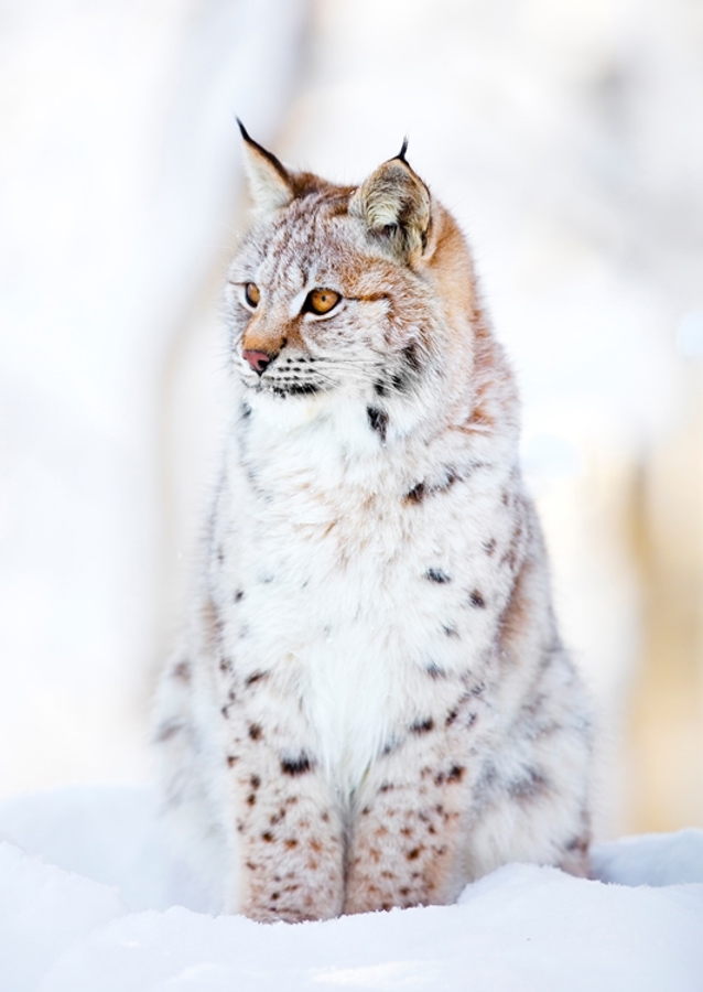 Lynx Cub in Winter Wonderland