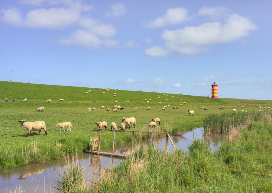 Stádo oviec vo východnom Fríziu