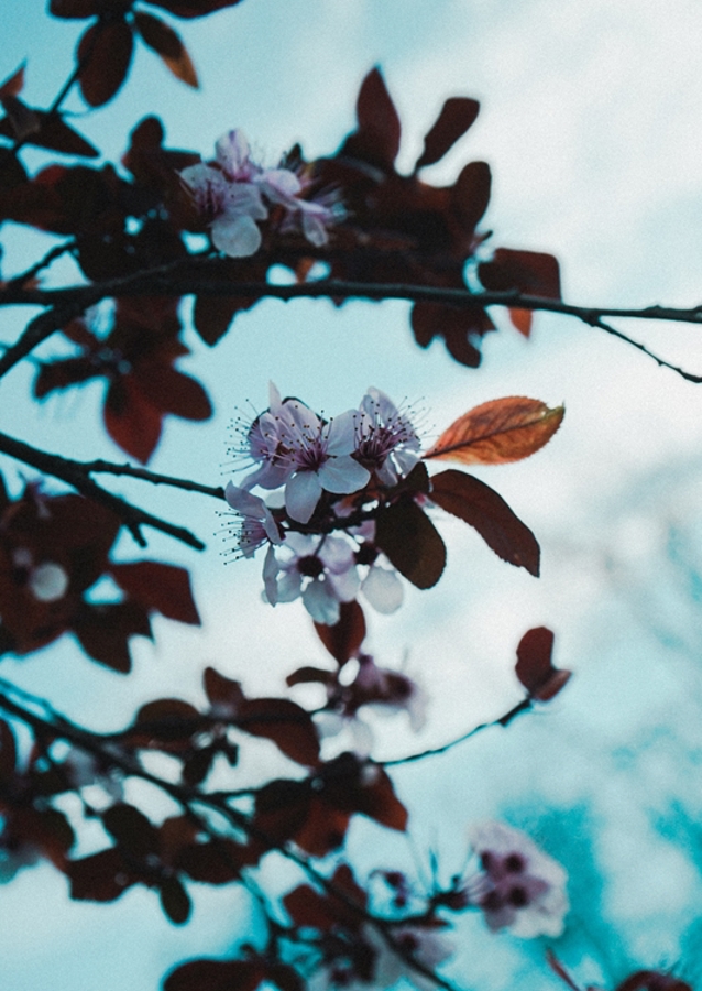 Mandeltræer i blomst