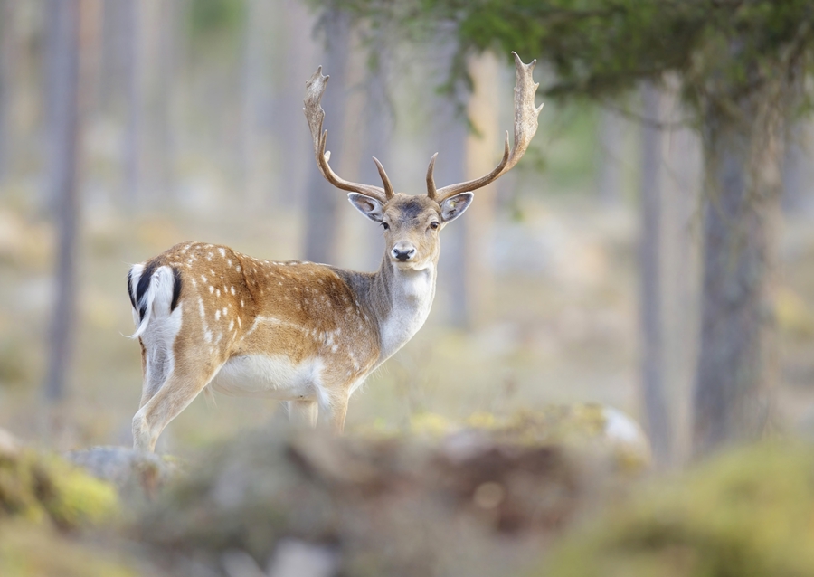 Fallow deer